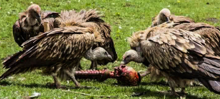 Vulture hugging a kitten